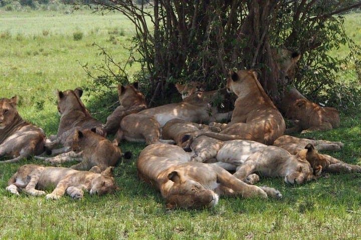 3-Day Jeep Safari in Maasai Mara — Big Five Game Drives from Nairobi photo 3
