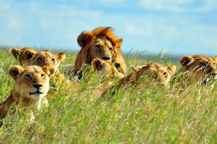 4-Day Maasai Mara Shared Budget Safari from Nairobi — Big Five & Migration photo 5