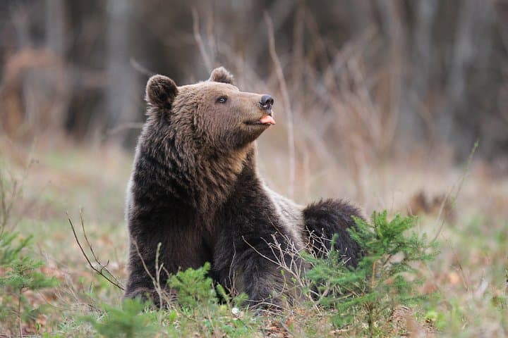 Bear Watching in Kočevsko Forest: Full-Day Guided Observation Near Kočevje photo 6