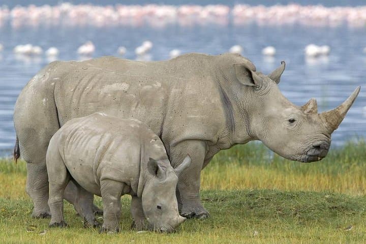 Lake Nakuru Full-Day Safari: Flamingo Spectacle, Rhinos & Boat Ride from Nairobi photo 5
