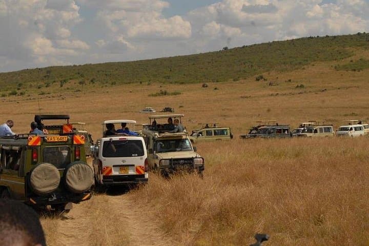3-Day Masai Mara Safari — Midrange Camp & Open-Roof 4x4 Game Drives photo 6