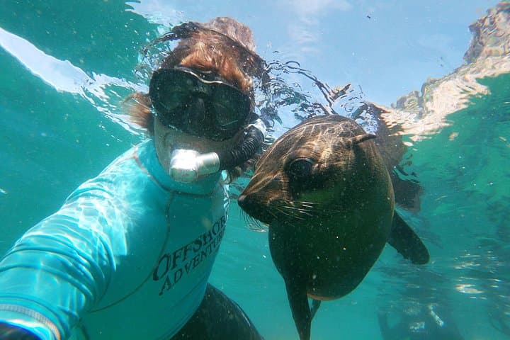 Swim with Seals in Plettenberg Bay: Robberg Marine Snorkel Adventure