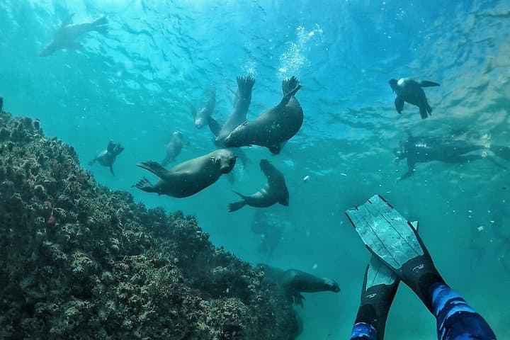 Swim with Seals in Plettenberg Bay: Robberg Marine Snorkel Adventure photo 3