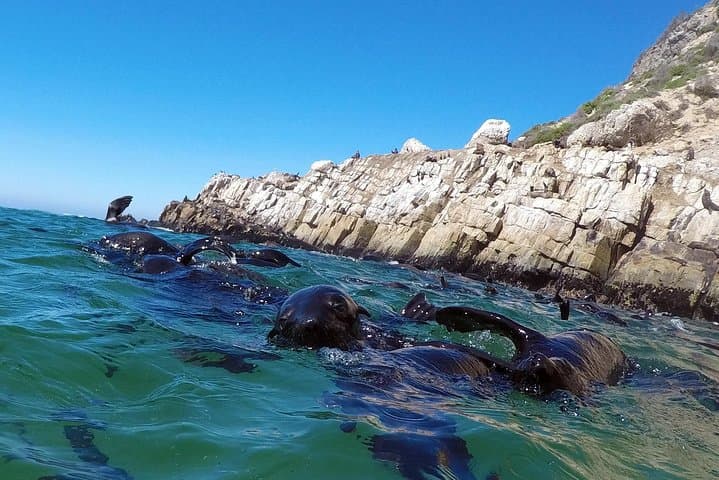 Swim with Seals in Plettenberg Bay: Robberg Marine Snorkel Adventure photo 5