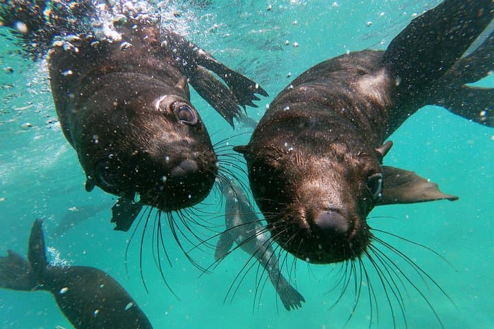 Swim with Seals in Plettenberg Bay: Robberg Marine Snorkel Adventure photo 6