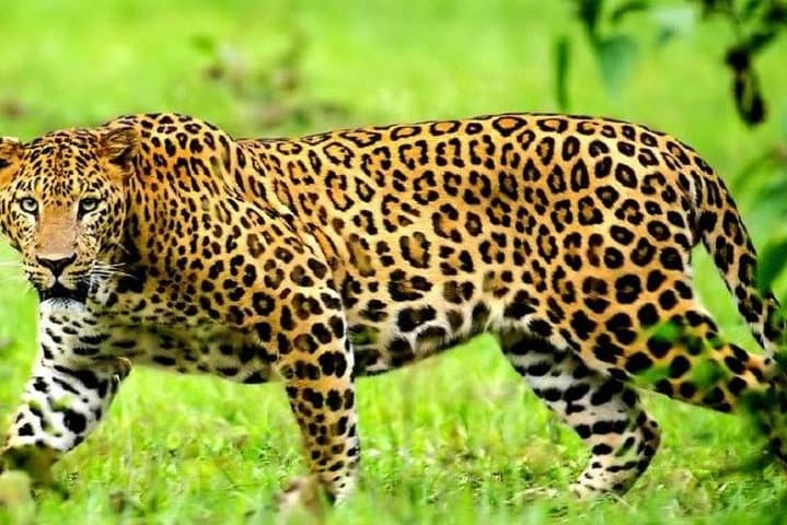 4-Day Maasai Mara Shared Budget Safari from Nairobi — Big Five & Migration photo 3