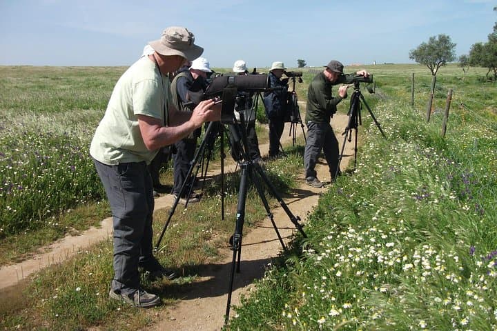 Birdwatching Day Around Castro Verde — Great & Little Bustards, Sandgrouse and Steppic Birds