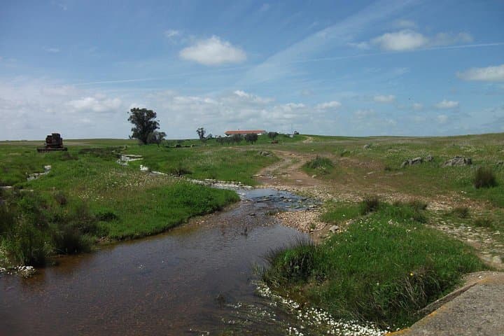 Birdwatching Day Around Castro Verde — Great & Little Bustards, Sandgrouse and Steppic Birds photo 2