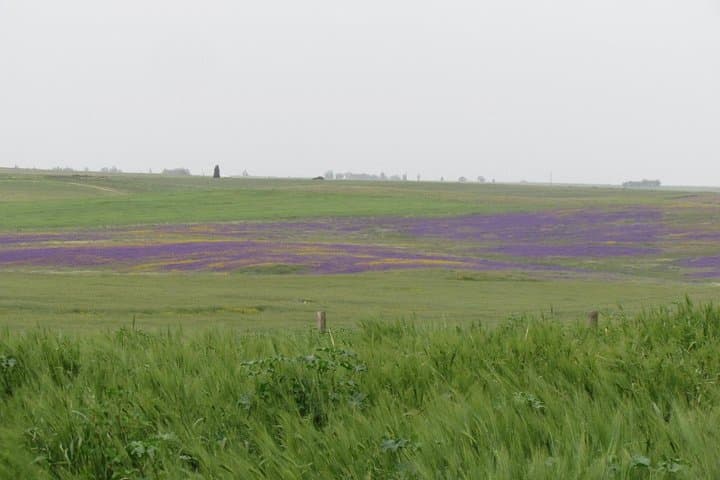 Birdwatching Day Around Castro Verde — Great & Little Bustards, Sandgrouse and Steppic Birds photo 3