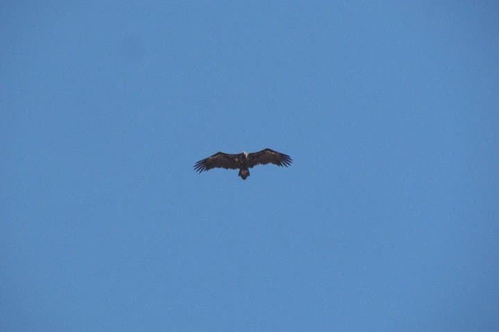 Birdwatching Day Around Castro Verde — Great & Little Bustards, Sandgrouse and Steppic Birds photo 4