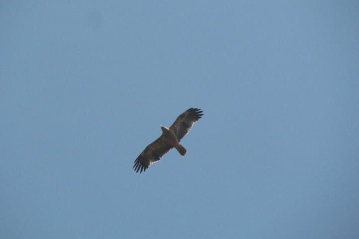 Birdwatching Day Around Castro Verde — Great & Little Bustards, Sandgrouse and Steppic Birds photo 5