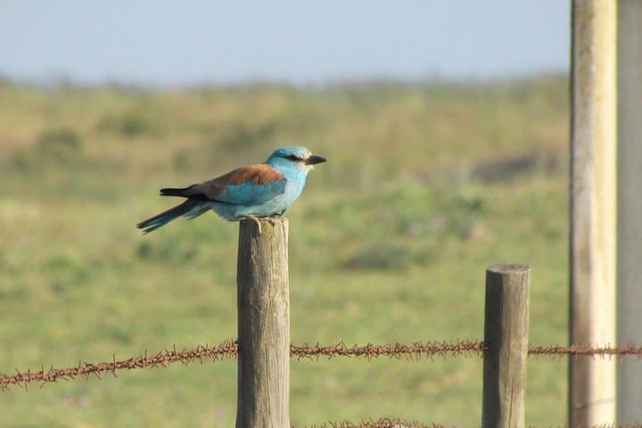 Birdwatching Day Around Castro Verde — Great & Little Bustards, Sandgrouse and Steppic Birds photo 6