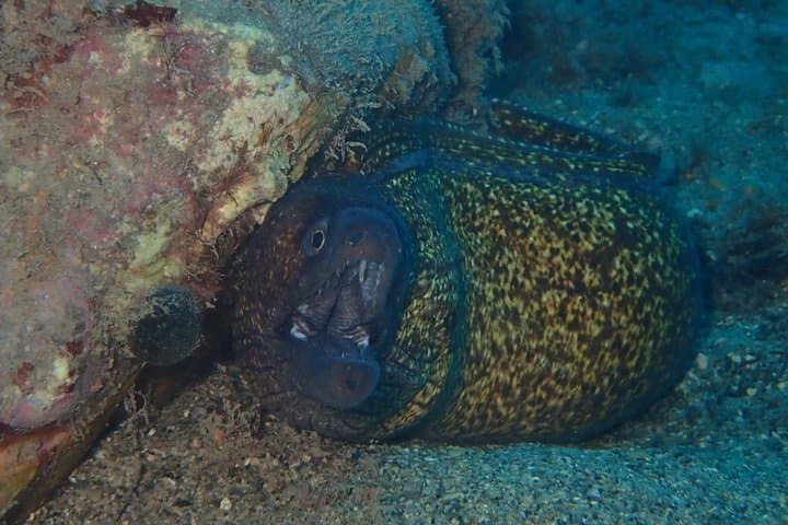 Scuba Diving in Taormina: Marine Reserve Boat & Shore Dives photo 5