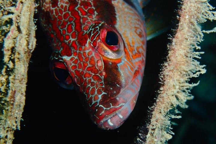 Scuba Diving in Taormina: Marine Reserve Boat & Shore Dives photo 6