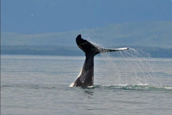 Guaranteed Whale Watching Adventure: 3-Hour Icy Strait Point Whale Cruise photo 5