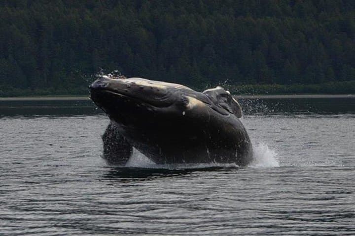 Guaranteed Whale Watching Adventure: 3-Hour Icy Strait Point Whale Cruise