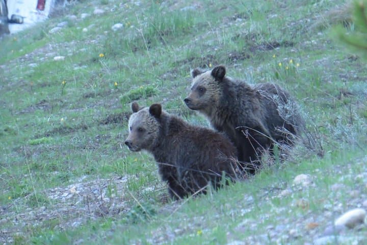 Grand Teton Sunrise Wildlife Tour from Jackson Hole — Antelope Flats to Jenny Lake photo 3