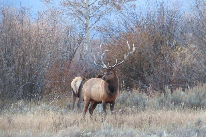 Explore Yellowstone’s Lower and Upper Loops: A Complete 2-Day Private Tour from Jackson Hole photo 5