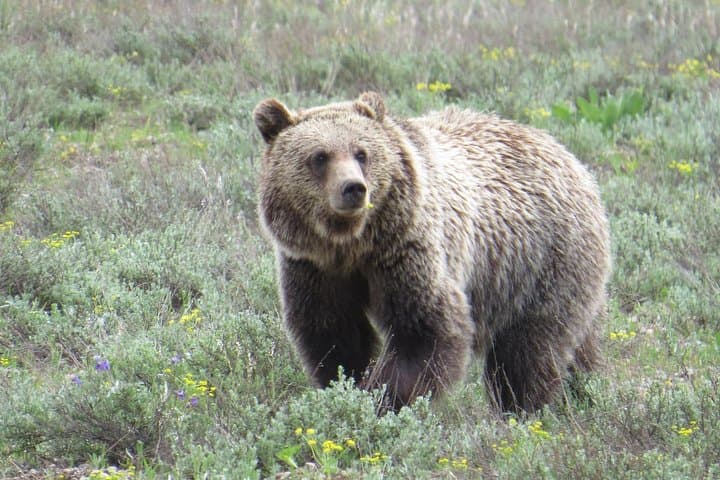Explore Yellowstone’s Lower and Upper Loops: A Complete 2-Day Private Tour from Jackson Hole photo 3