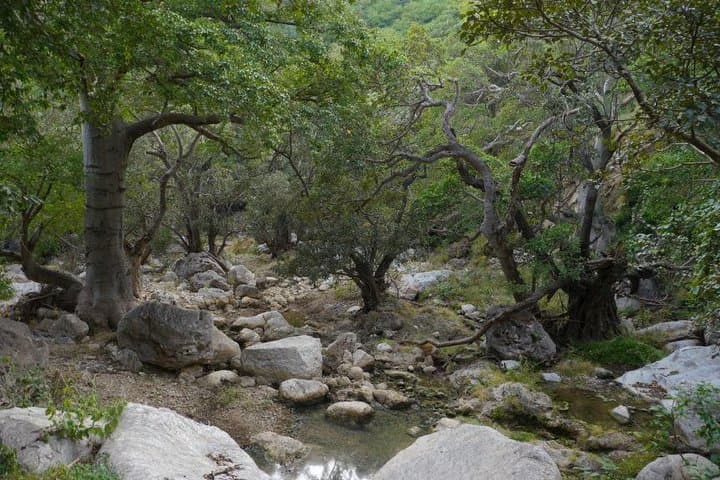 Full-Day Jarziz Valley Hike from Salalah — Ittin Mountain Waterfalls & Camel Lunch photo 2