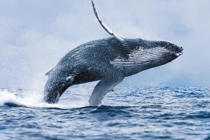 Hermanus Whale-Watching Boat Trip: False Bay Southern Right Whales (June–Nov)