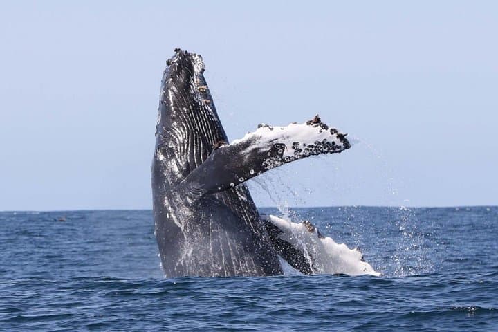 Hermanus Whale-Watching Boat Trip: False Bay Southern Right Whales (June–Nov) photo 2