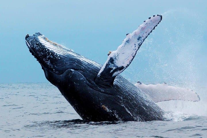 Hermanus Whale-Watching Boat Trip: False Bay Southern Right Whales (June–Nov) photo 3