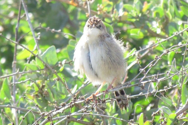 Abicada and Alvor Dunes Birdwatching Tour — Ria de Alvor Wetland Walk photo 3