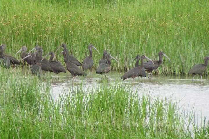 Abicada and Alvor Dunes Birdwatching Tour — Ria de Alvor Wetland Walk photo 4