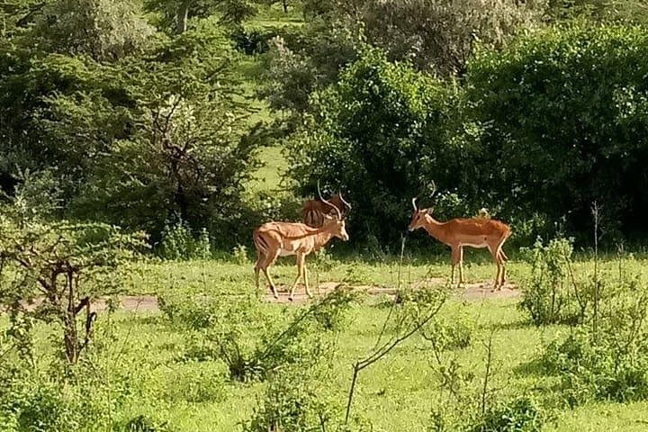 5-Day Naivasha & Amboseli Safari: Crescent Island, Hell's Gate and Crater Lake Exploration photo 1