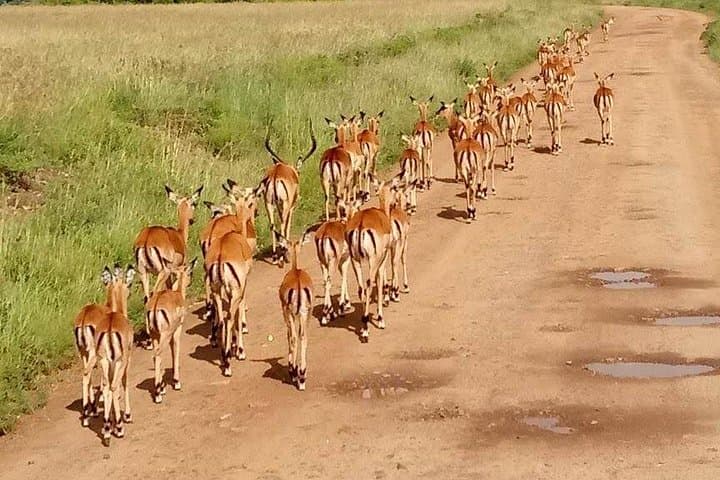 5-Day Naivasha & Amboseli Safari: Crescent Island, Hell's Gate and Crater Lake Exploration photo 3