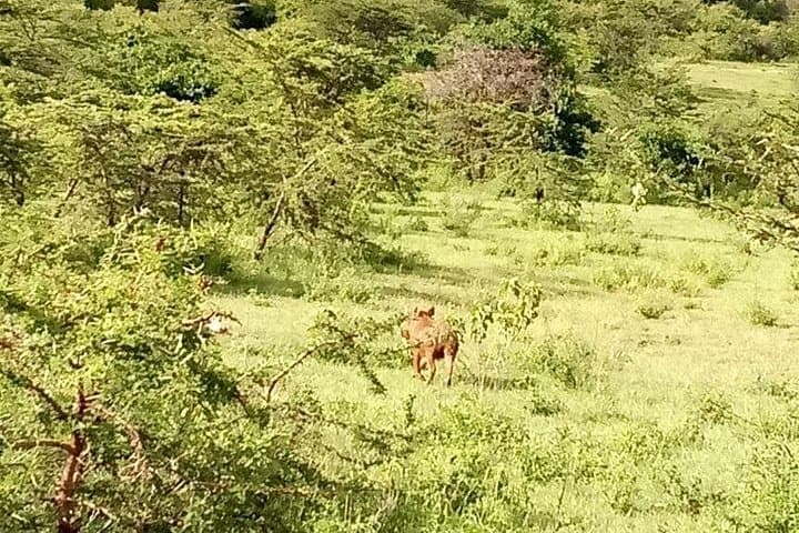5-Day Naivasha & Amboseli Safari: Crescent Island, Hell's Gate and Crater Lake Exploration photo 4