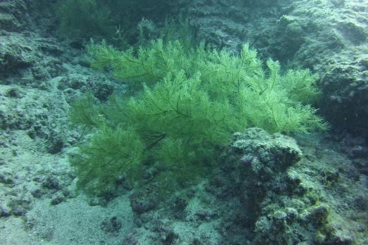 Tenerife Deep Dive to 40m — PADI Specialty Course in Los Cristianos photo 4
