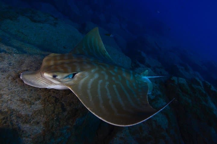 Tenerife Deep Dive to 40m — PADI Specialty Course in Los Cristianos photo 5