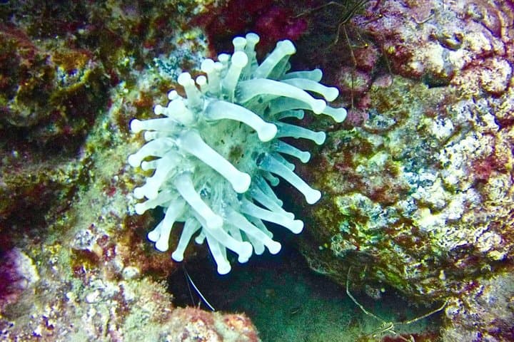 Tenerife Deep Dive to 40m — PADI Specialty Course in Los Cristianos photo 6