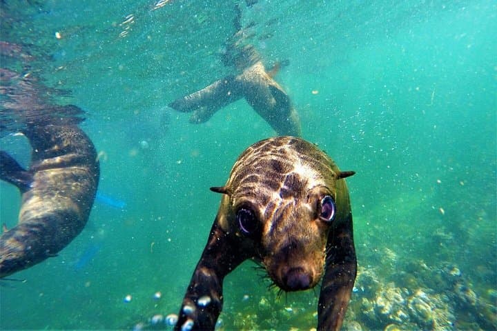 Seal Viewing Boat Tour Plettenberg Bay - Robberg Seal Colony Cruise photo 2