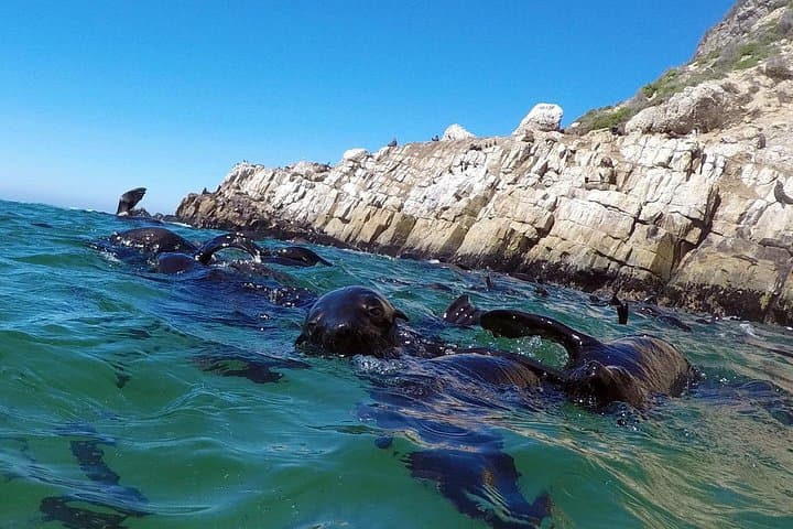 Seal Viewing Boat Tour Plettenberg Bay - Robberg Seal Colony Cruise