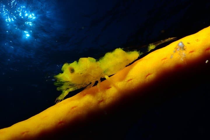 Night Diving Tenerife: Guided After-Dusk Scuba Trips from Los Cristianos