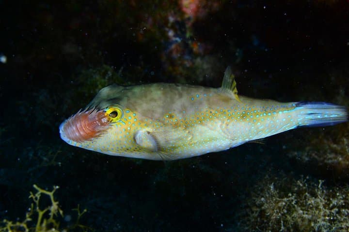 Night Diving Tenerife: Guided After-Dusk Scuba Trips from Los Cristianos photo 2