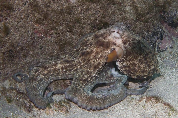 Night Diving Tenerife: Guided After-Dusk Scuba Trips from Los Cristianos photo 3