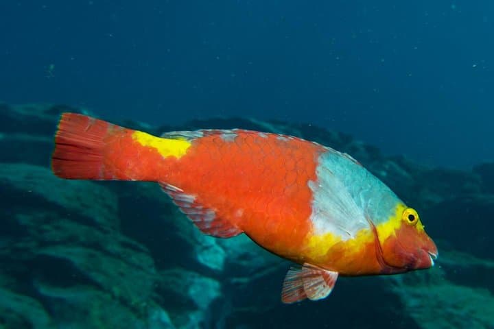 Night Diving Tenerife: Guided After-Dusk Scuba Trips from Los Cristianos photo 4