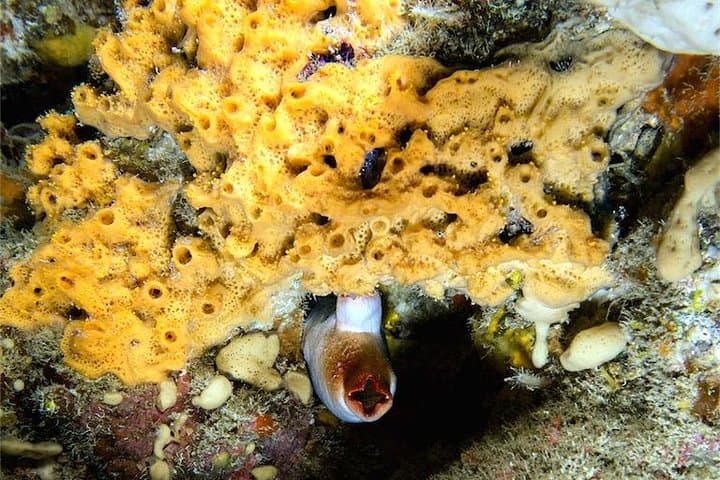 Night Diving Tenerife: Guided After-Dusk Scuba Trips from Los Cristianos photo 5