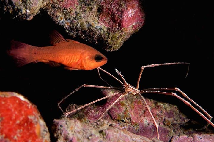 Night Diving Tenerife: Guided After-Dusk Scuba Trips from Los Cristianos photo 6