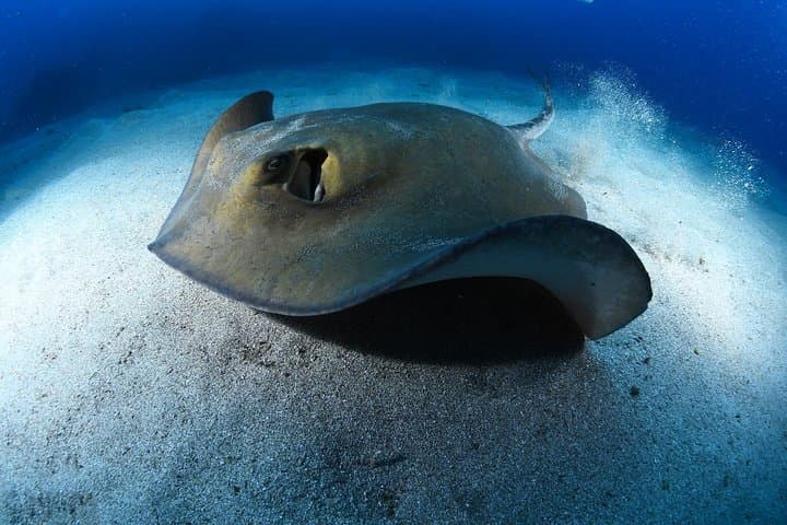 Tenerife Advanced Open Water: Take Your Scuba Skills to 30m photo 5