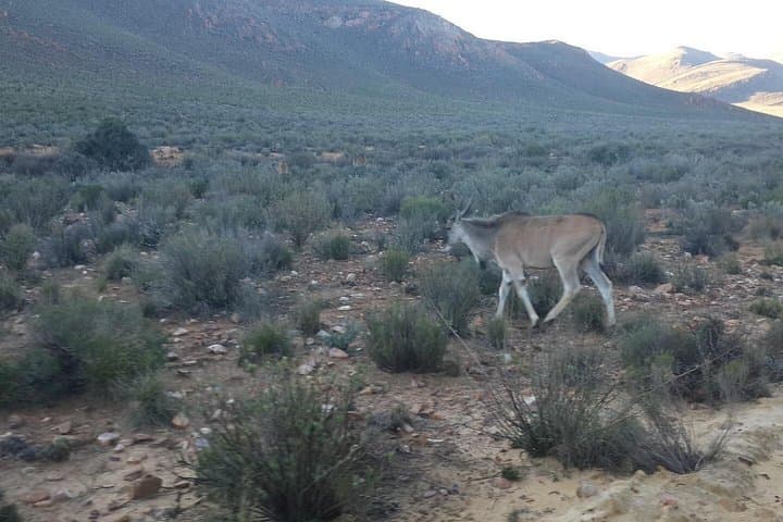 Aquila Wildlife Safari Tour from Cape Town — Big Five Day Trip photo 3