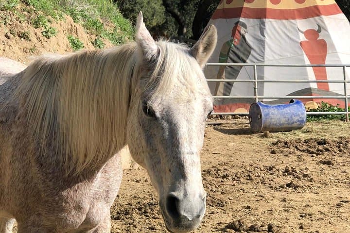 Wildflower Horseback Ride in Agoura Hills — 2-Hour Trail Experience photo 6