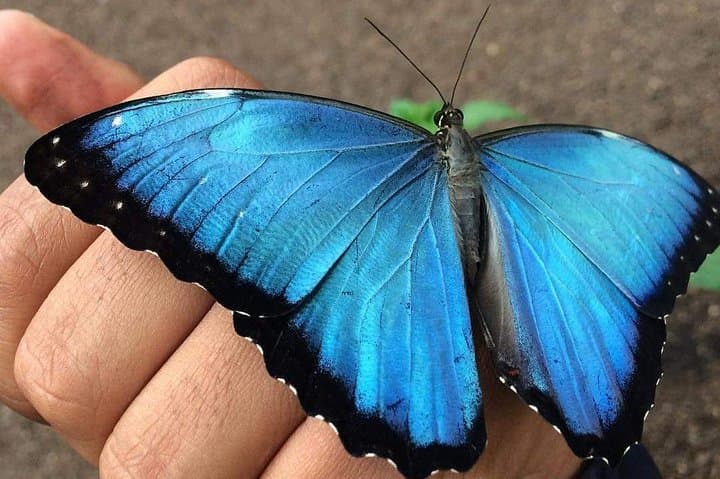 Mindo Cloud Forest Private Day Trip — Hummingbirds, Butterflies & Chocolate from Quito photo 3