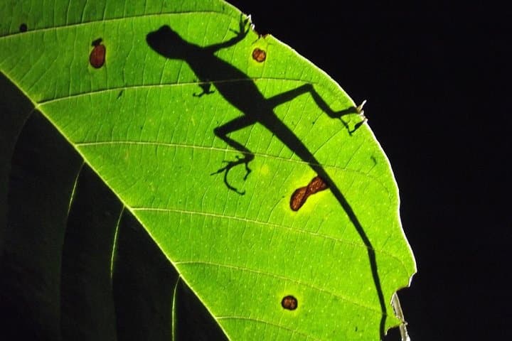 Mindo Cloud Forest Private Day Trip — Hummingbirds, Butterflies & Chocolate from Quito photo 5