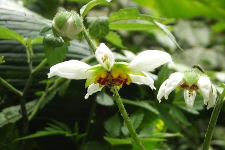 Mindo Cloud Forest Private Day Trip — Hummingbirds, Butterflies & Chocolate from Quito photo 6