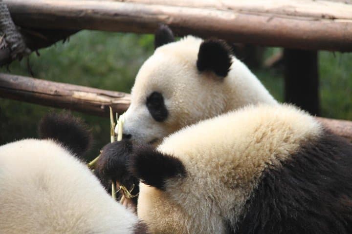 Chengdu to Guilin in 6 Days: Pandas, Terraces & Li River Rafting photo 6
